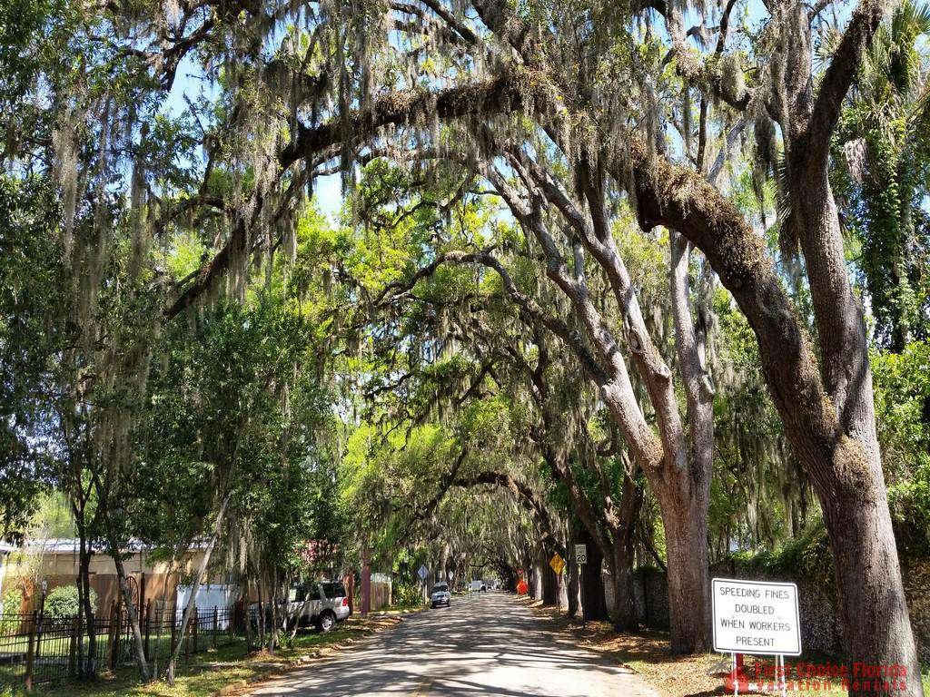 Magnolia Avenue St. Augustine
